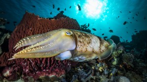 broadclub cuttlefish